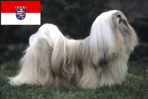 Read more about the article Lhasa Apso tenyésztők és kiskutyák Hessenben