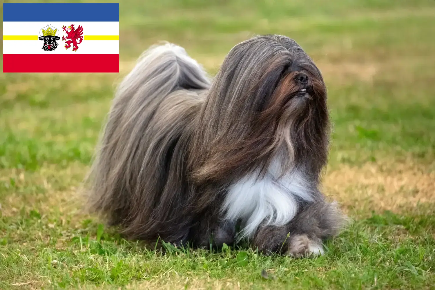 Read more about the article Lhasa Apso tenyésztők és kiskutyák Mecklenburg-Elő-Pomeránia tartományban