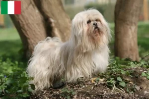 Read more about the article Lhasa Apso tenyésztők és kölykök Olaszországban