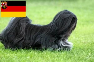 Read more about the article Lhasa Apso tenyésztők és kiskutyák Rajna-vidék-Pfalzban