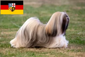 Read more about the article Lhasa Apso tenyésztők és kiskutyák Saar-vidéken