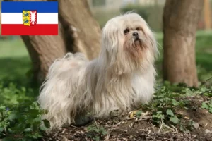 Read more about the article Lhasa Apso tenyésztők és kiskutyák Schleswig-Holstein tartományban