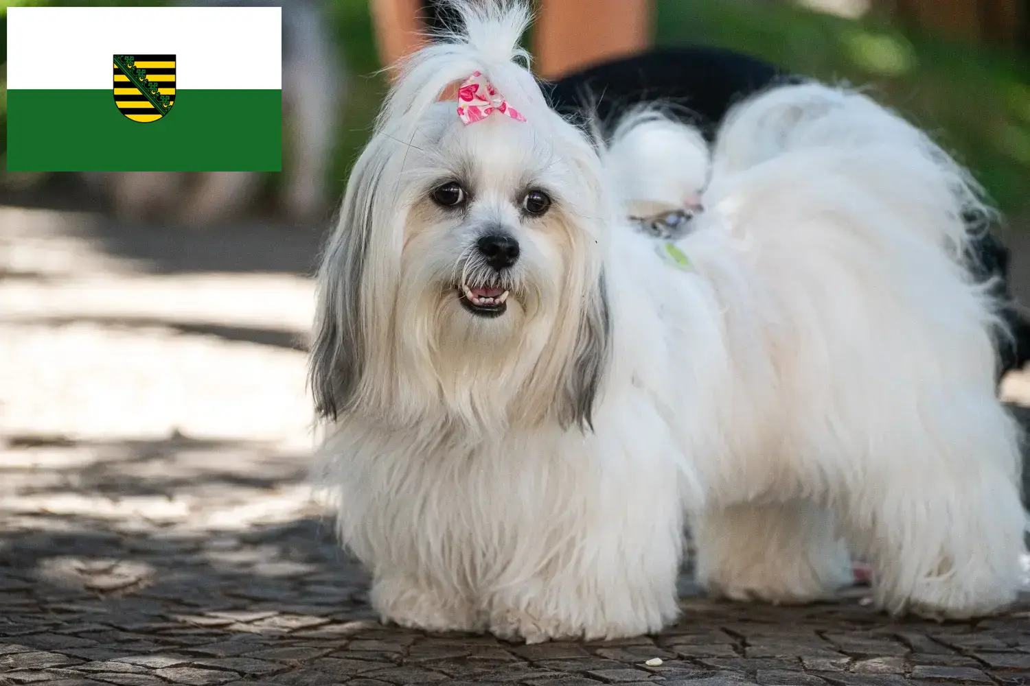Read more about the article Lhasa Apso tenyésztők és kiskutyák Szászországban