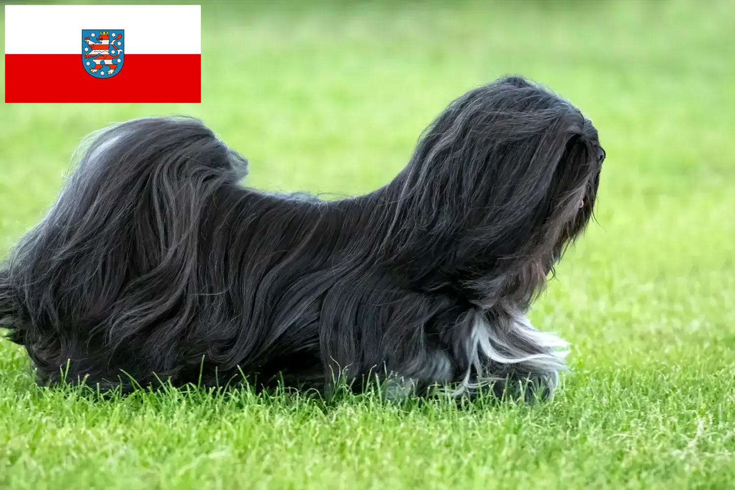 Read more about the article Lhasa Apso tenyésztők és kölykök Thüringiában