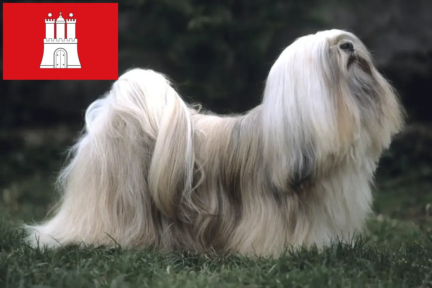 Read more about the article Lhasa Apso tenyésztők és kölykök Hamburgban