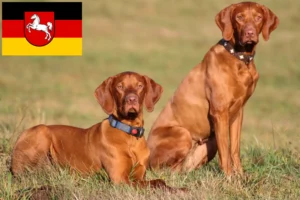 Read more about the article Magyar Vizsla tenyésztők és kölykök Alsó-Szászországban