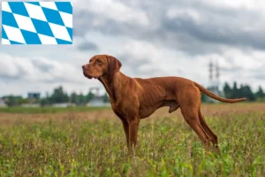 Read more about the article Magyar Vizsla tenyésztők és kölykök Bajorországban