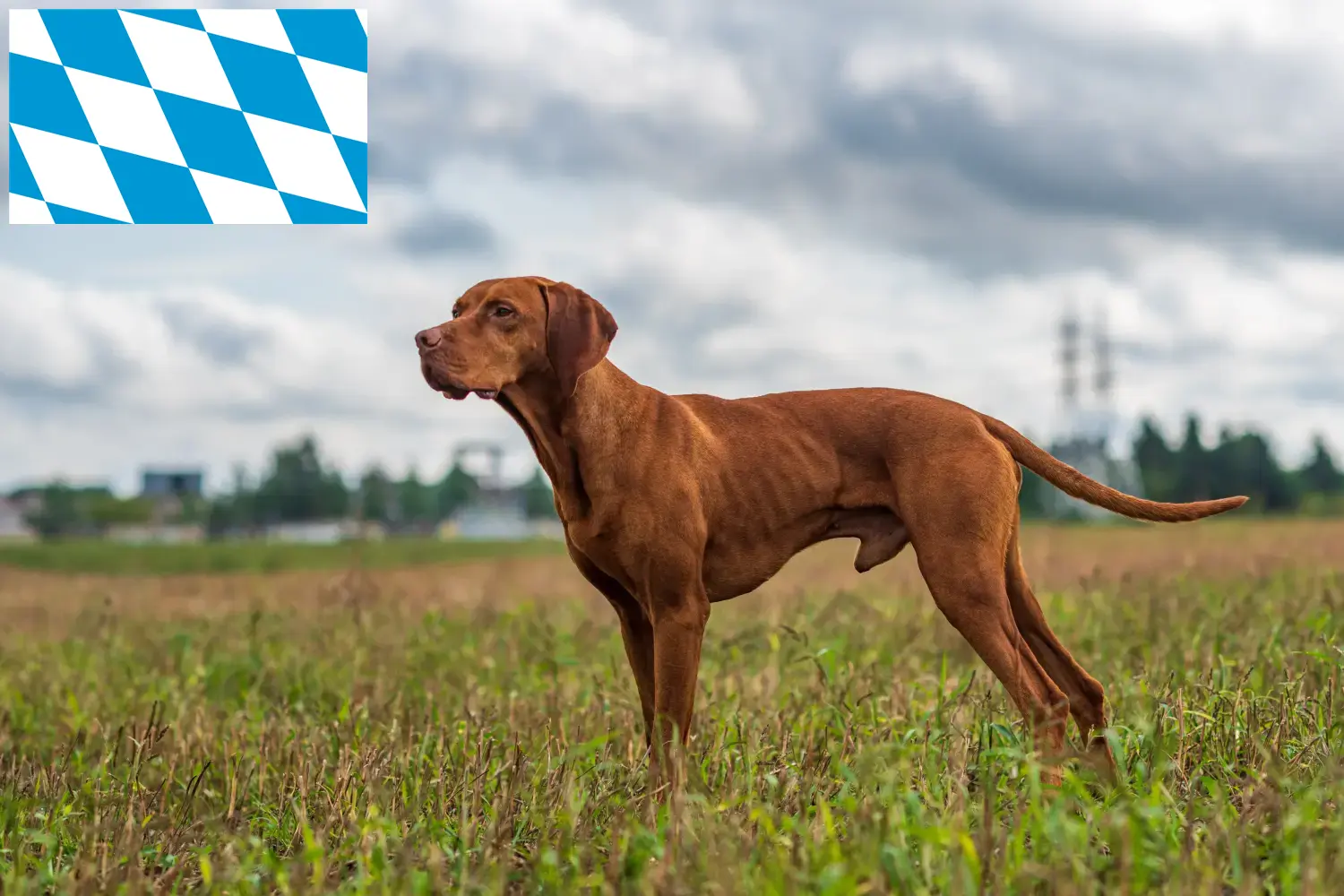 Read more about the article Magyar Vizsla tenyésztők és kölykök Bajorországban