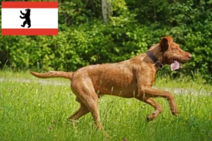Read more about the article Magyar Vizsla tenyésztők és kölykök Berlinben