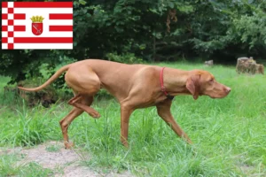Read more about the article Magyar Vizsla tenyésztők és kölykök Brémában