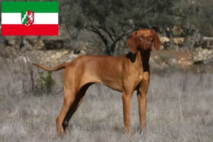 Read more about the article Magyar Vizsla tenyésztők és kölykök Észak-Rajna-Vesztfália területén