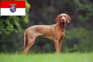 Read more about the article Magyar Vizsla tenyésztők és kölykök Hessenben