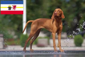 Read more about the article Magyar Vizsla tenyésztők és kölykök Mecklenburg-Elő-Pomeránia tartományban