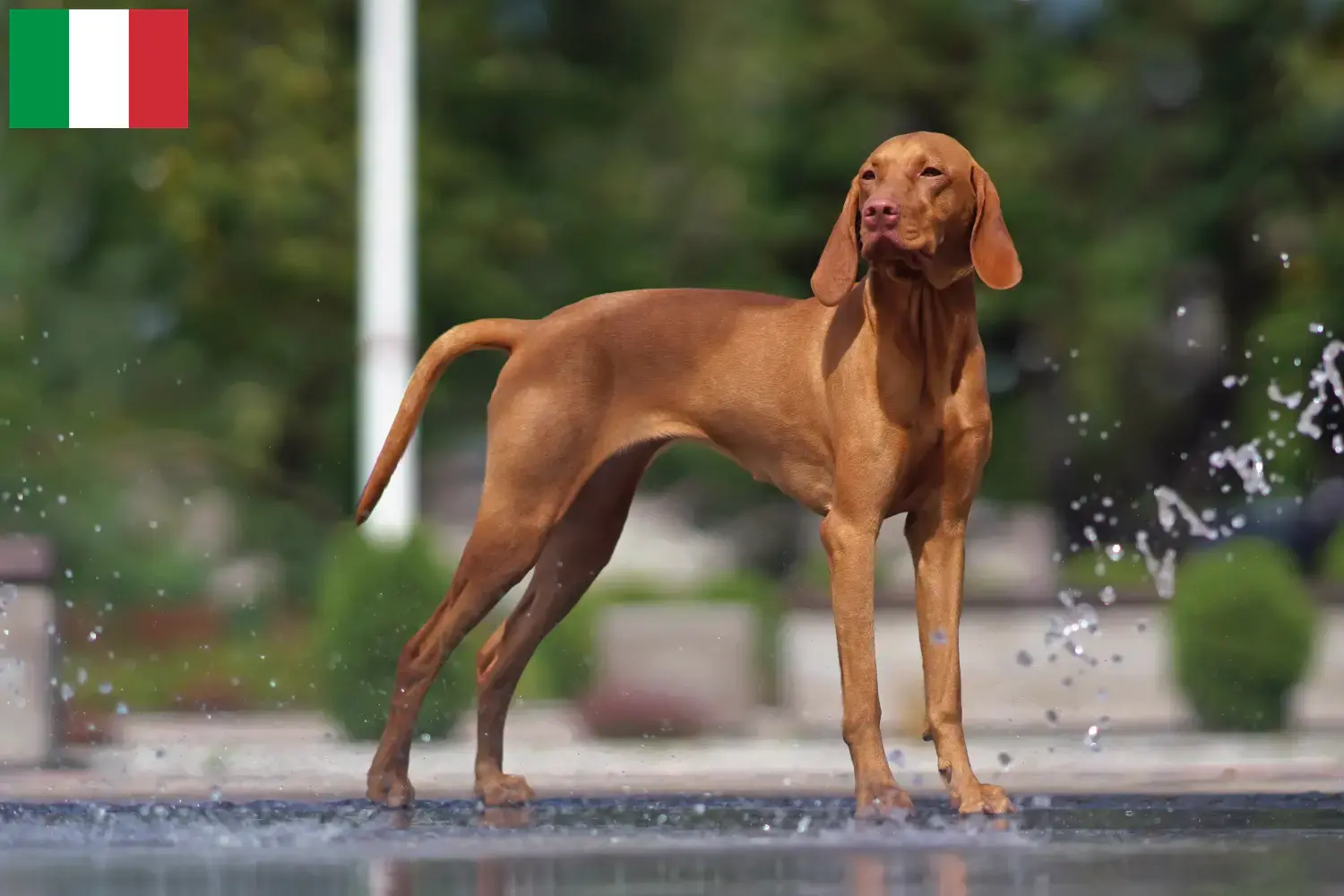 Magyar Vizsla kölykök és tenyésztők Olaszország Itt találja meg az olaszországi Magyar Vizsla tenyésztőket.