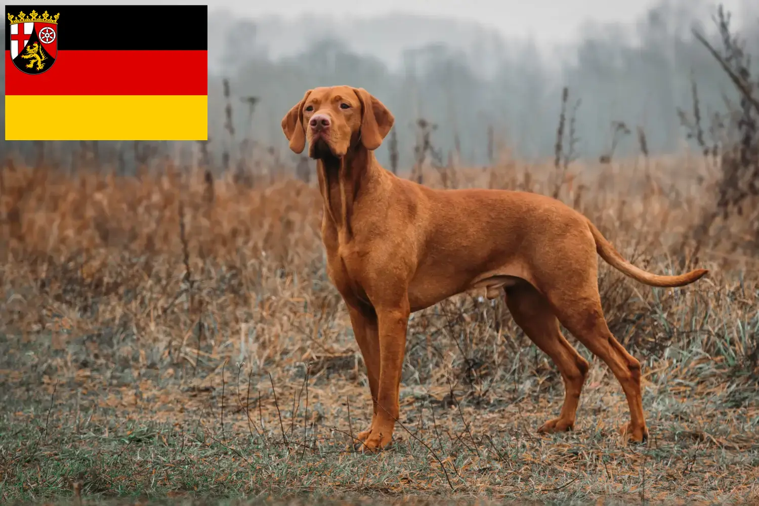 Magyar Vizsla kiskutyák és tenyésztők Rajna-vidék-Pfalz Itt találhat Magyar Vizsla tenyésztőket Rajna-vidék-Pfalzban.