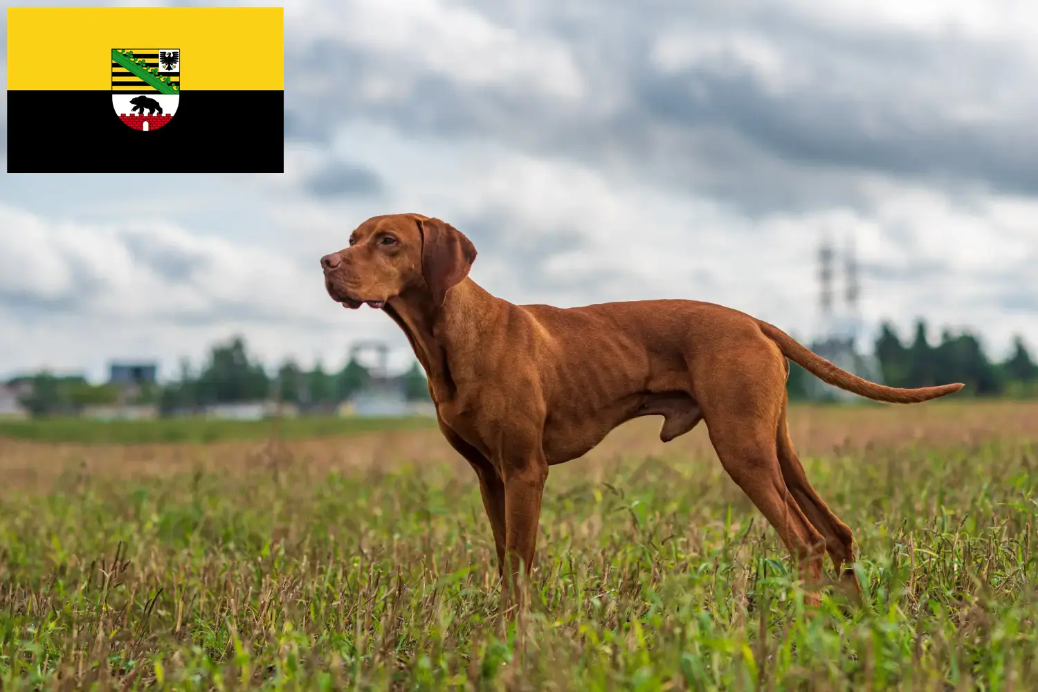 Read more about the article Magyar Vizsla tenyésztők és kölykök Szász-Anhaltban