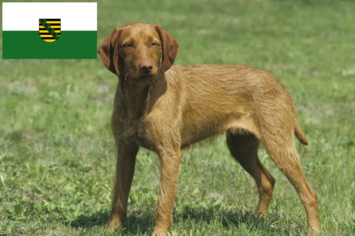 Read more about the article Magyar Vizsla tenyésztők és kölykök Szászországban