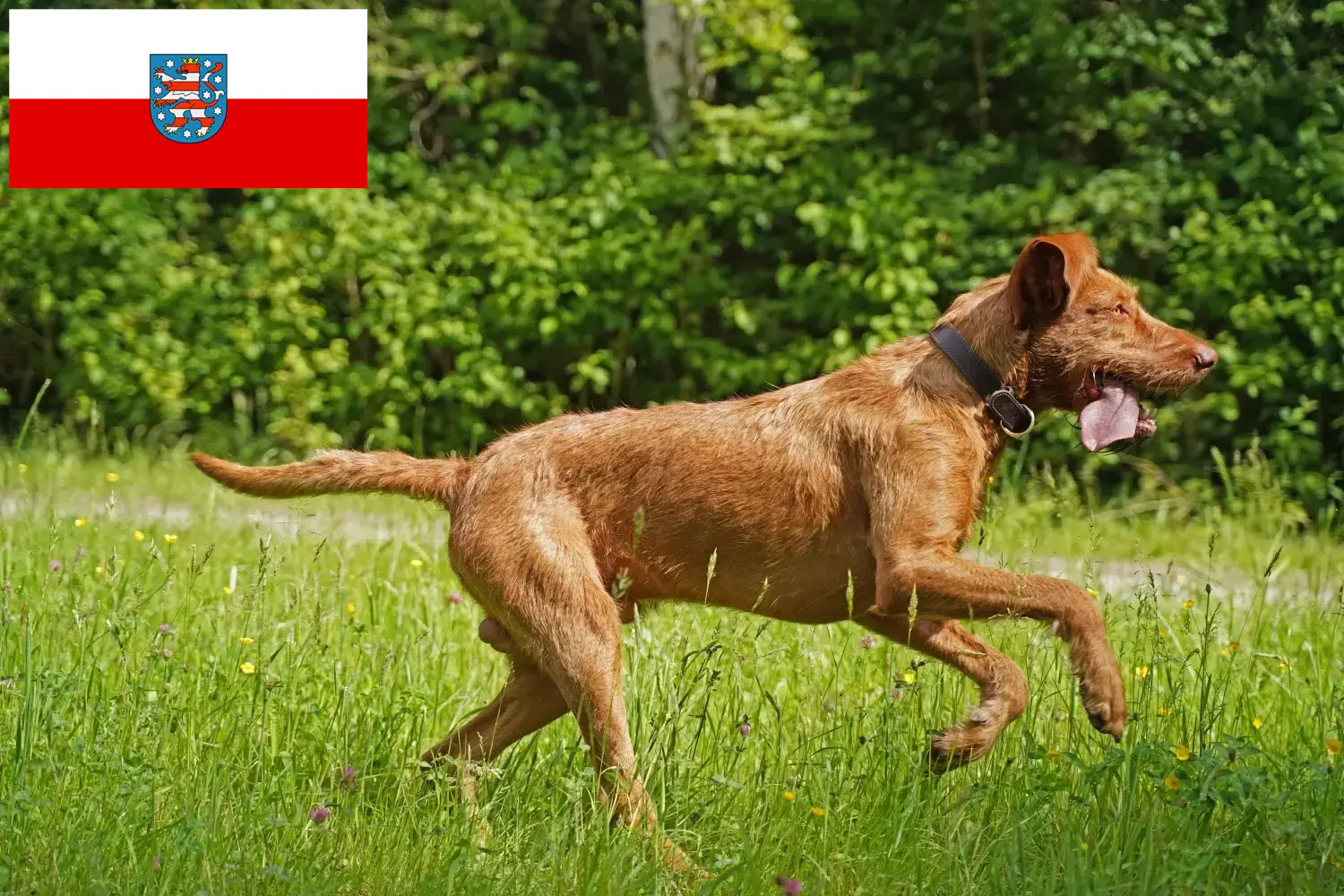 Read more about the article Magyar Vizsla tenyésztők és kölykök Türingiában