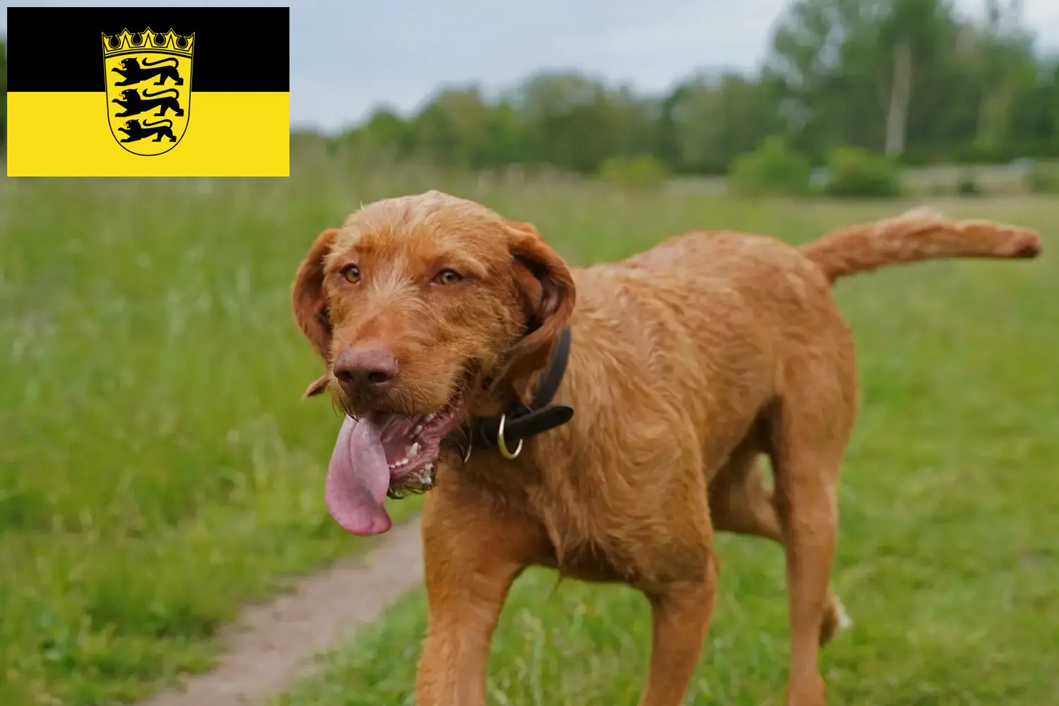Magyar Vizsla kölykök és tenyésztők Baden-Württembergben Itt találhat Magyar Vizsla tenyésztőket Baden-Württembergben.