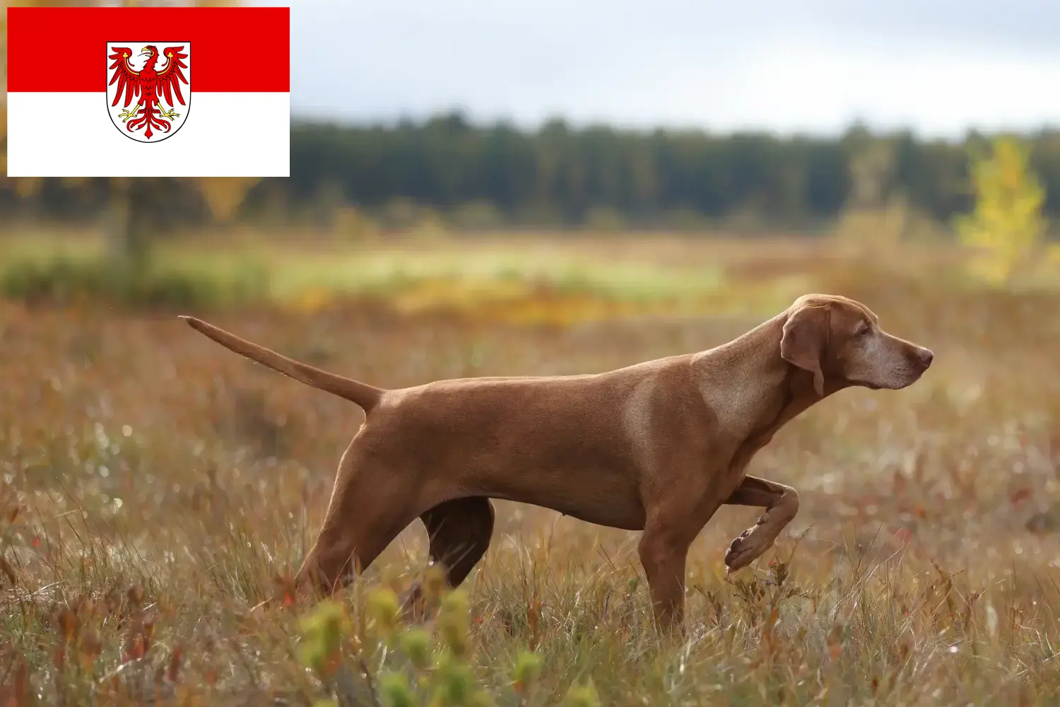 Magyar Vizsla kölykök és tenyésztők Brandenburgban Itt megtalálja a Brandenburgi Magyar Vizsla tenyésztőket.