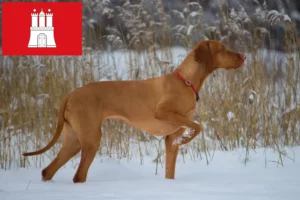Read more about the article Magyar Vizsla tenyésztők és kölykök Hamburgban