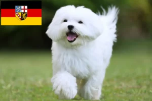 Read more about the article Máltai tenyésztők és kölykök Saar-vidéken