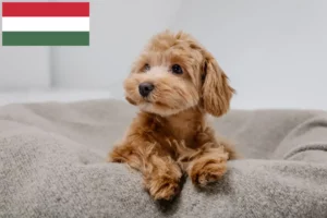 Read more about the article Maltipoo tenyésztők és kölykök Magyarországon