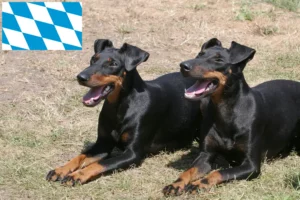 Read more about the article Manchester terrier tenyésztők és kölykök Bajorországban