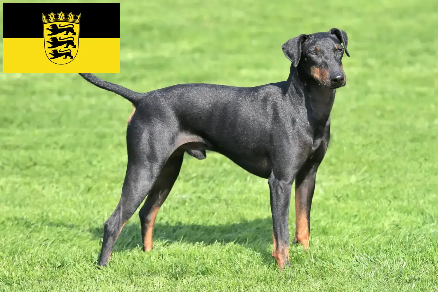 Manchester terrier kiskutyák és tenyésztők Baden-Württemberg Manchester terrier tenyésztőket Baden-Württemberg területén itt találsz.