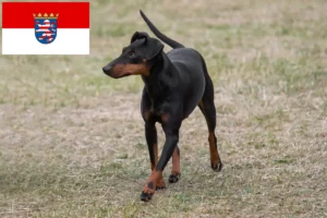 Read more about the article Manchester terrier tenyésztők és kiskutyák Hessen területén