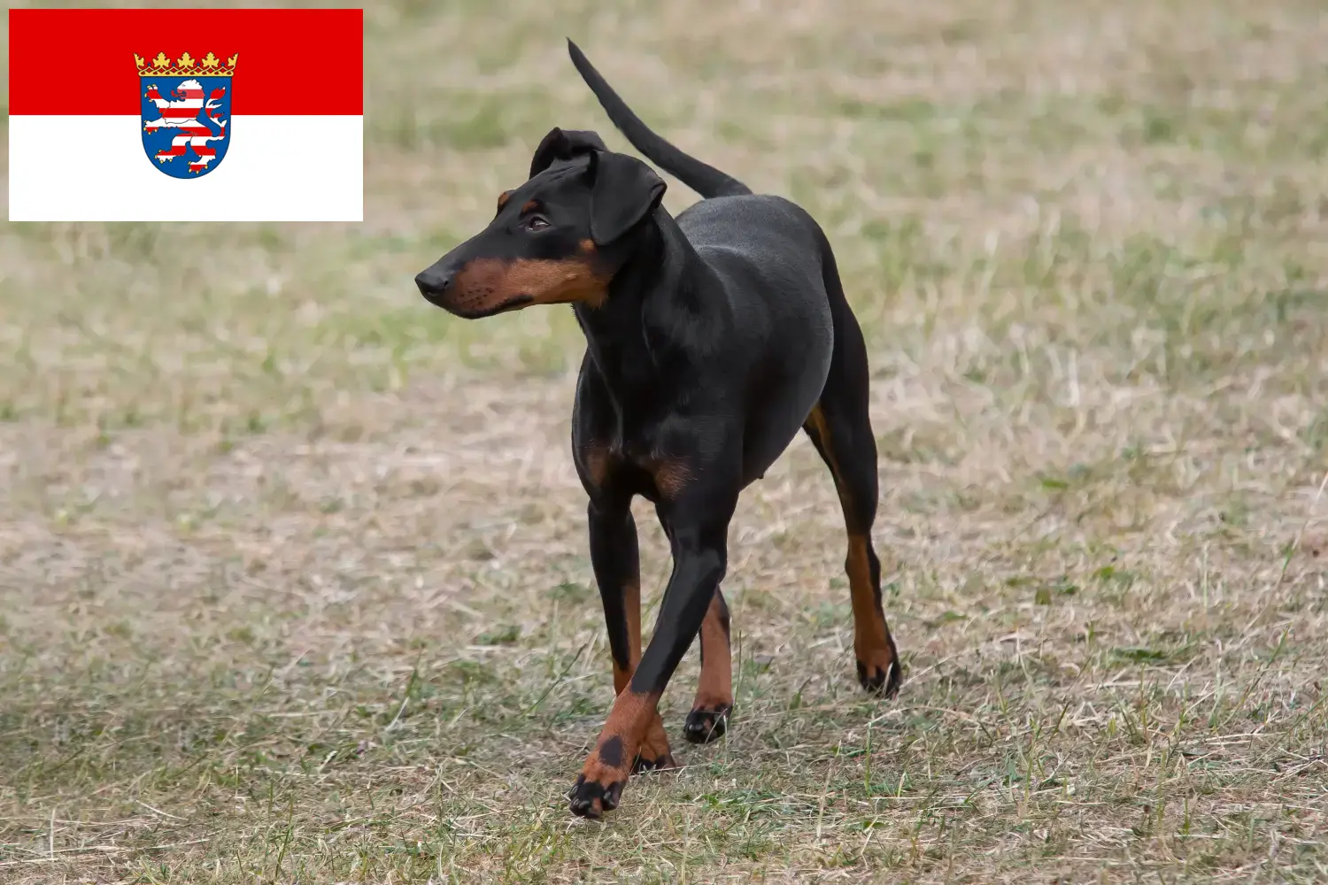 Read more about the article Manchester terrier tenyésztők és kiskutyák Hessen területén