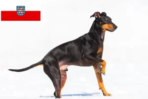 Read more about the article Manchester terrier tenyésztők és kölykök Türingiában