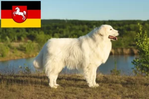 Read more about the article Maremma Abruzzi juhászkutya tenyésztők és kiskutyák Alsó-Szászországban