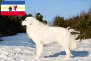 Read more about the article Maremma Abruzzi juhászkutya tenyésztők és kiskutyák Mecklenburg-Elő-Pomeránia tartományban