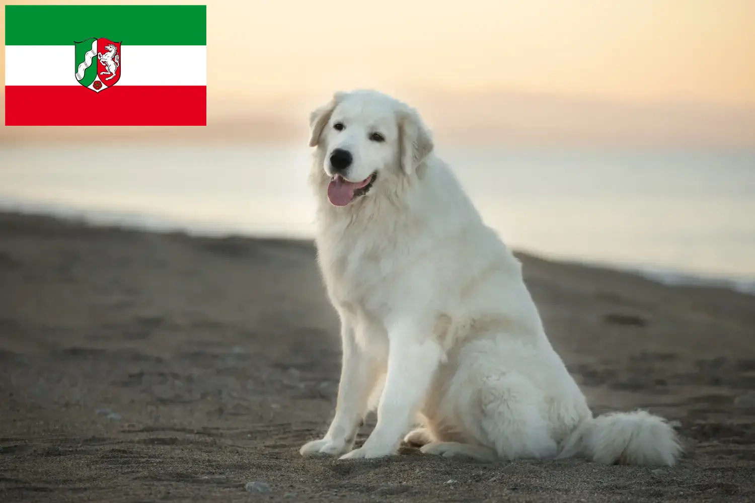 Read more about the article Maremma Abruzzi juhászkutyatenyésztők és kölyökkutyák Észak-Rajna-Vesztfáliában