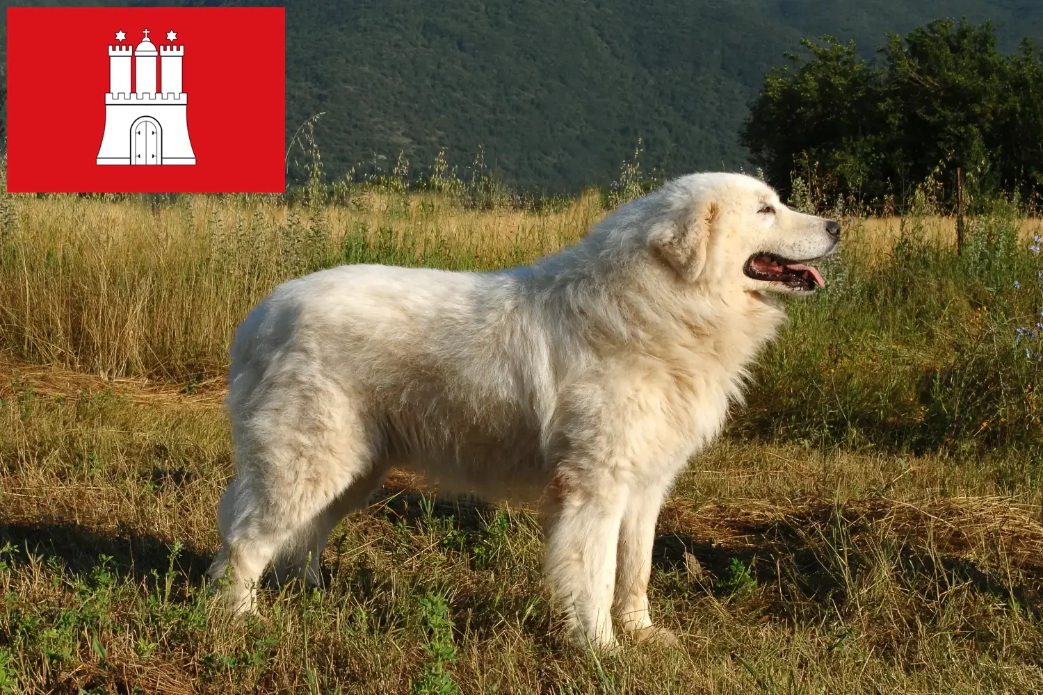 Read more about the article Maremma Abruzzi juhászkutya tenyésztők és kölykök Hamburgban