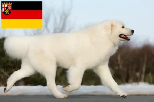 Read more about the article Maremma Abruzzi juhászkutya tenyésztők és kölykök Rajna-vidék-Pfalzban