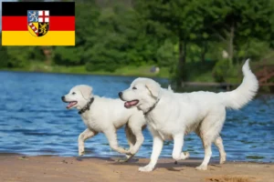 Read more about the article Maremma Abruzzi juhászkutya tenyésztők és kölykök Saar-vidéken