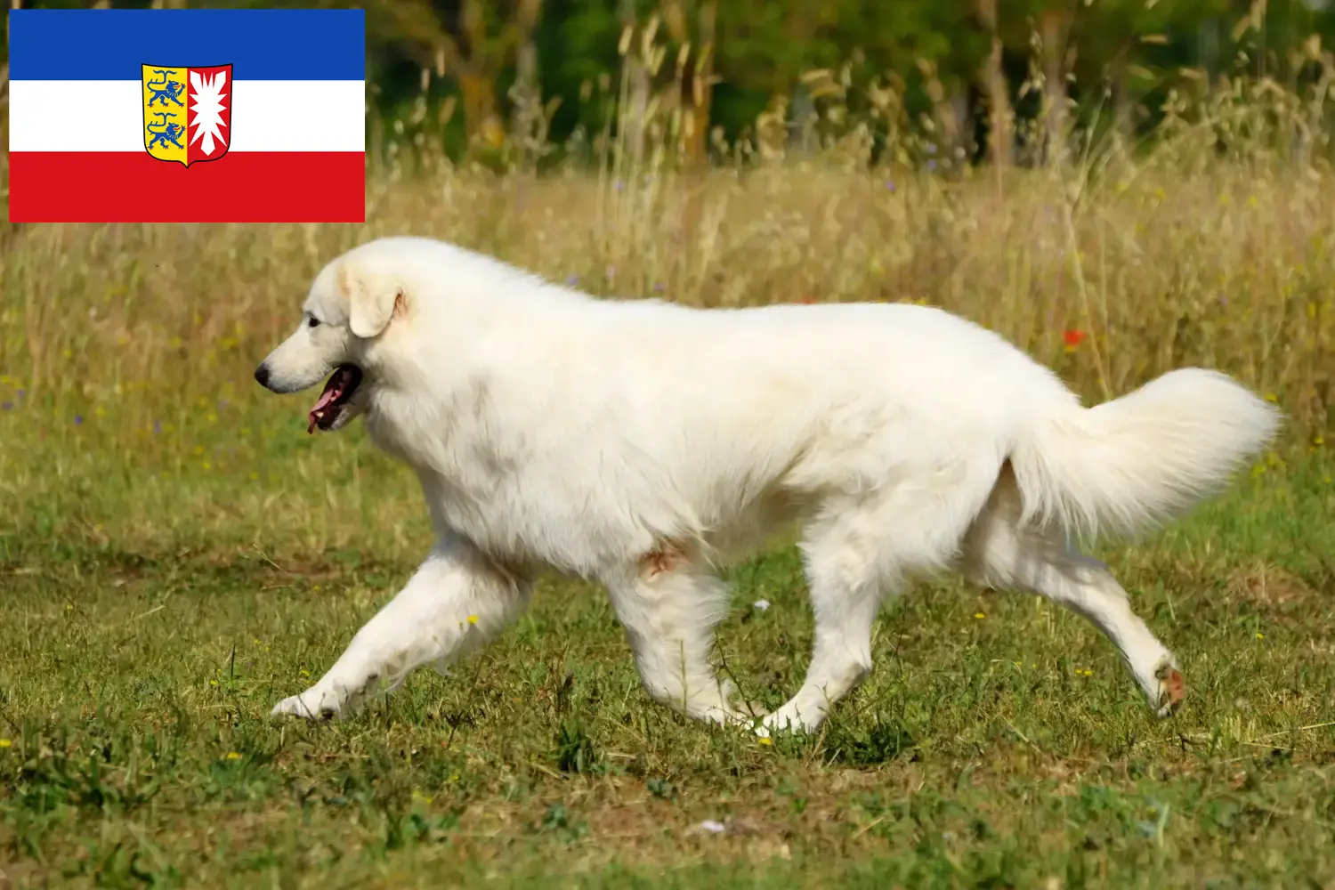 Read more about the article Maremma Abruzzi juhászkutyatenyésztők és kölyökkutyák Schleswig-Holstein tartományban