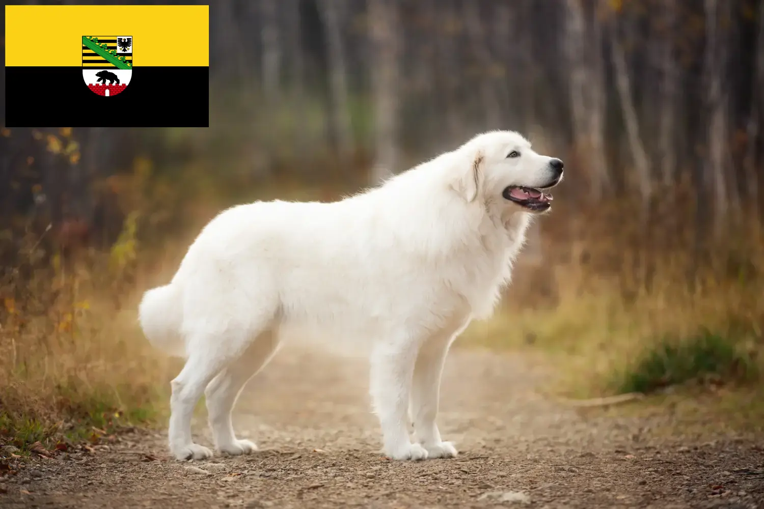 Read more about the article Maremma Abruzzi juhászkutya tenyésztők és kölykök Szász-Anhaltban