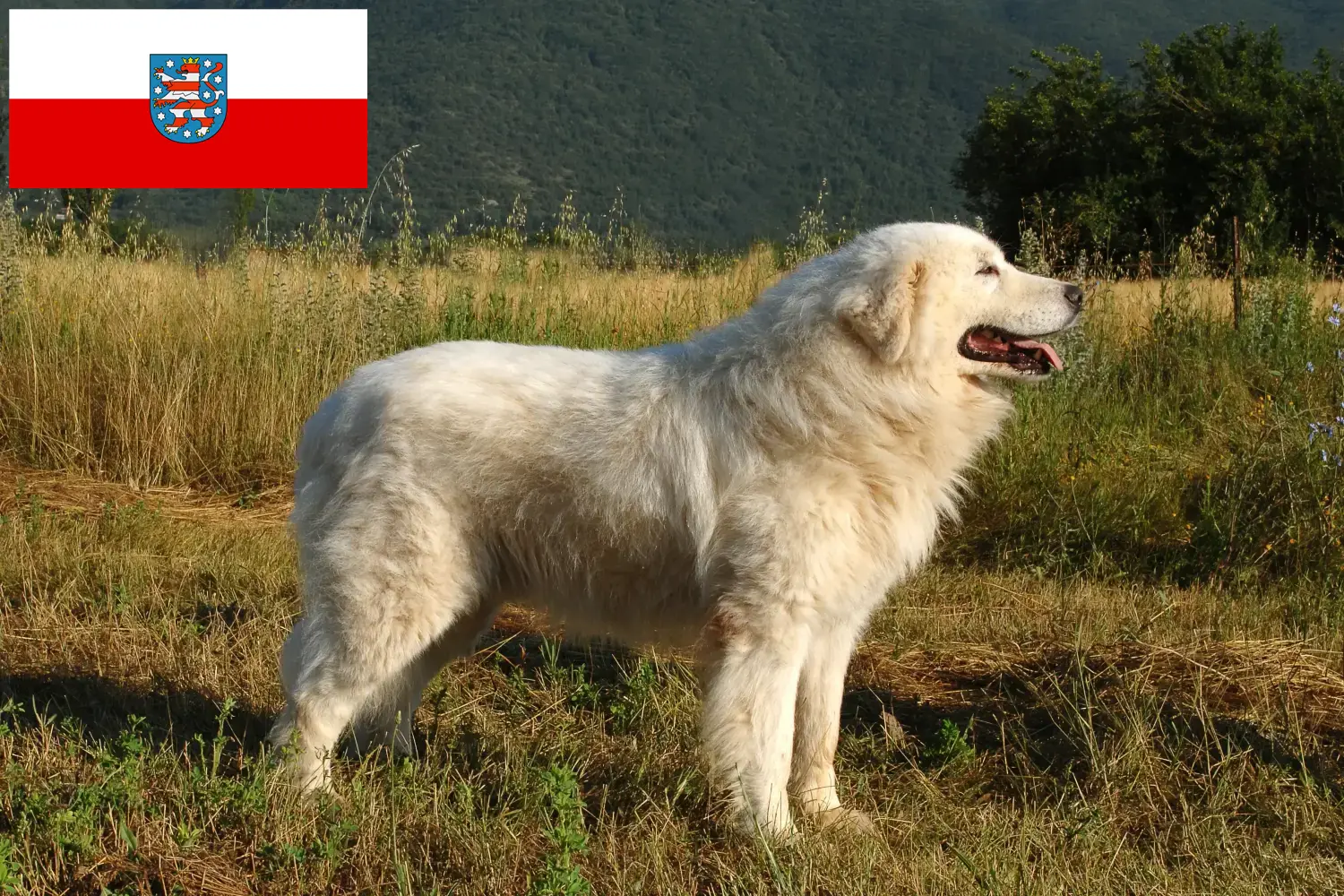 Read more about the article Maremma Abruzzi juhászkutya tenyésztők és kölykök Türingiában