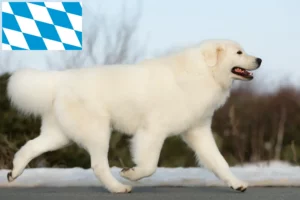Read more about the article Maremma Abruzzo juhászkutya tenyésztők és kiskutyák Bajorországban