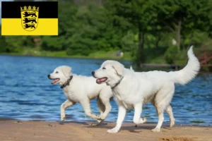 Read more about the article Maremma Abruzzi juhászkutya tenyésztők és kölykök Baden-Württembergben
