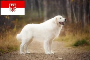 Read more about the article Maremma Abruzzi juhászkutya tenyésztők és kölykök Brandenburgban