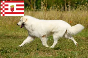 Read more about the article Maremma Abruzzi juhászkutya tenyésztők és kiskutyák Brémában
