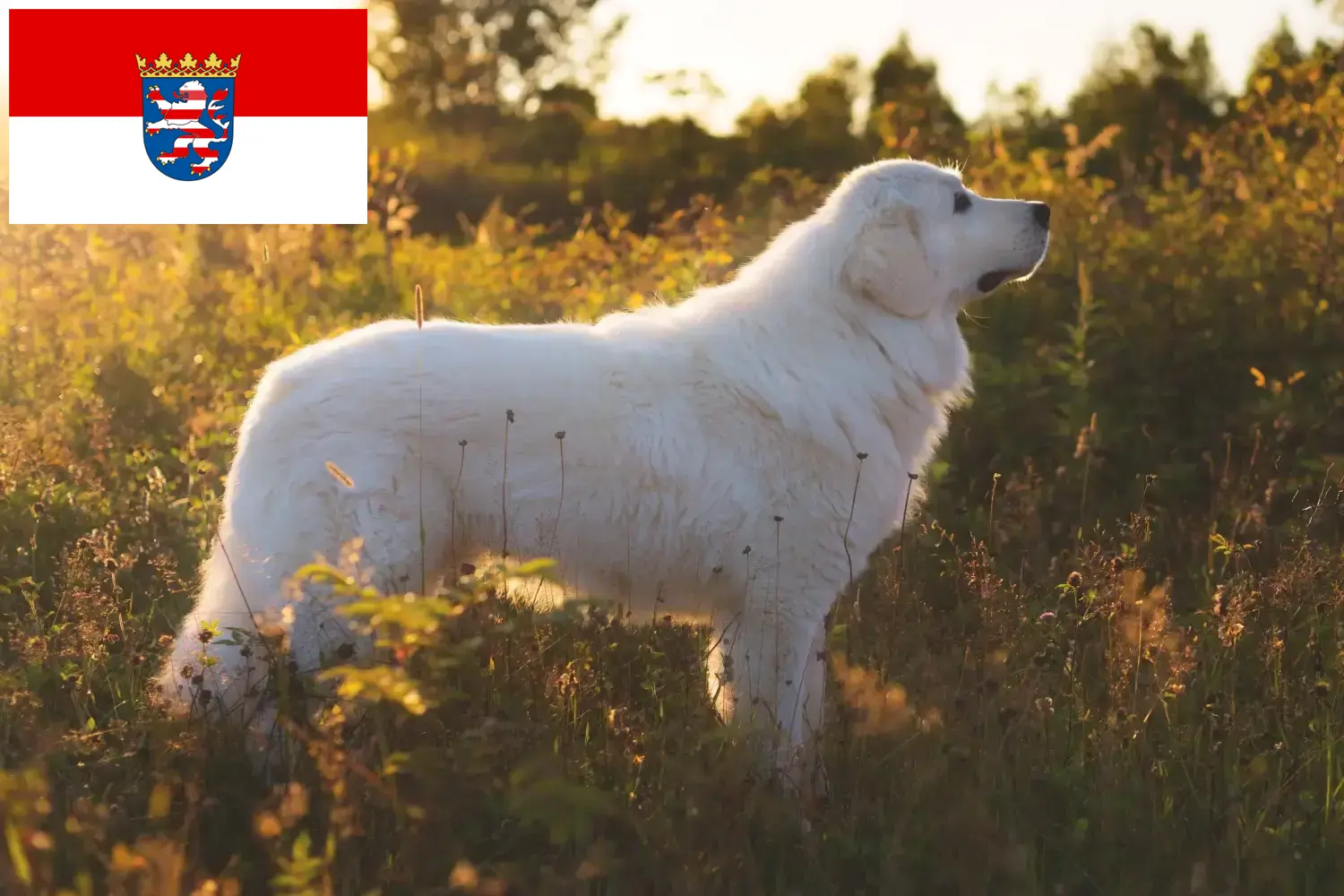 Read more about the article Maremma Abruzzi juhászkutya tenyésztők és kölykök Hessenben