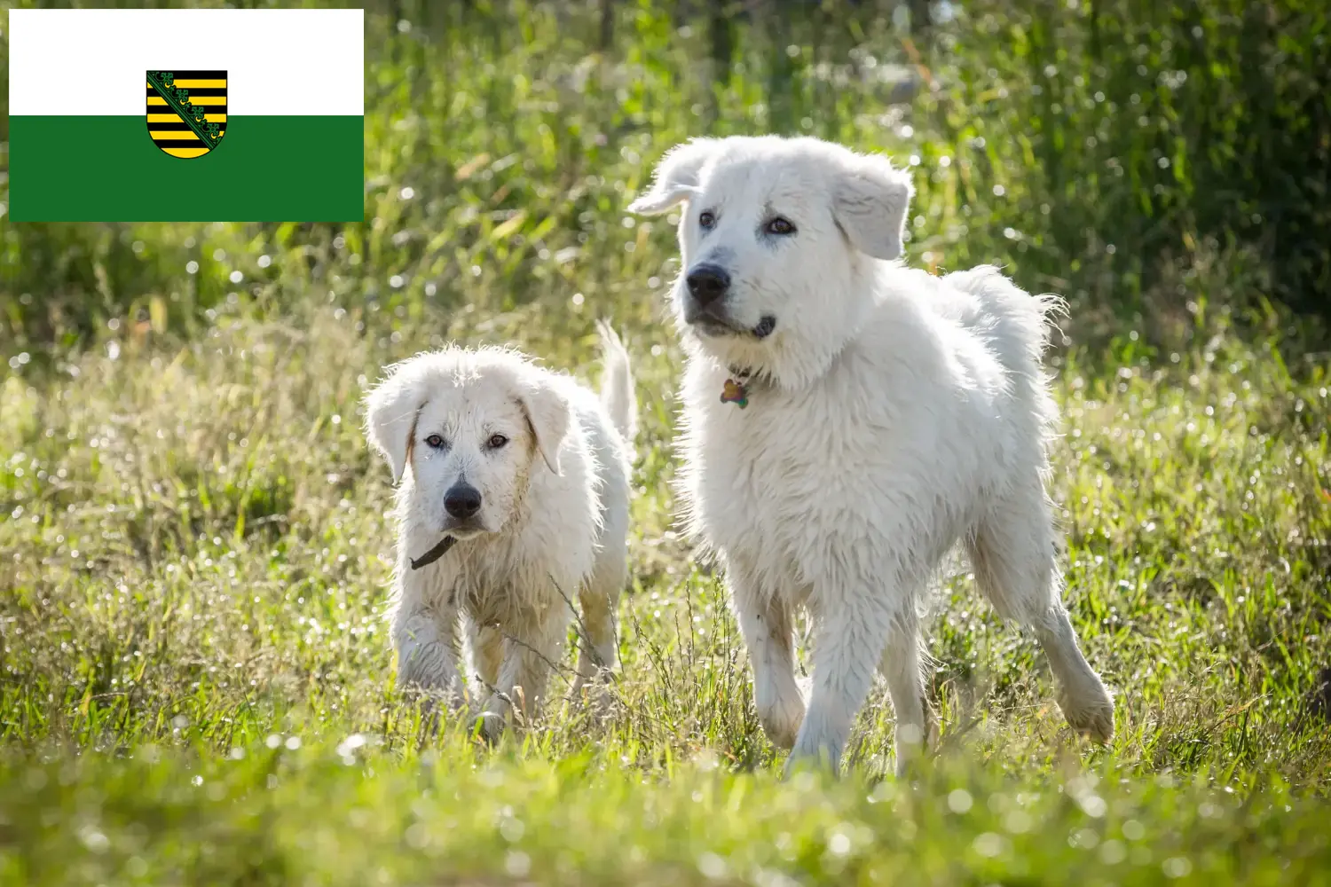 Read more about the article Maremma Abruzzi juhászkutya tenyésztők és kölykök Szászországban