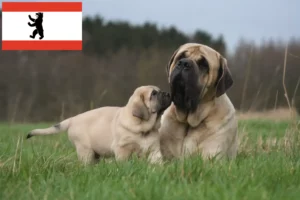 Read more about the article Mastiff tenyésztők és kölykök Berlinben