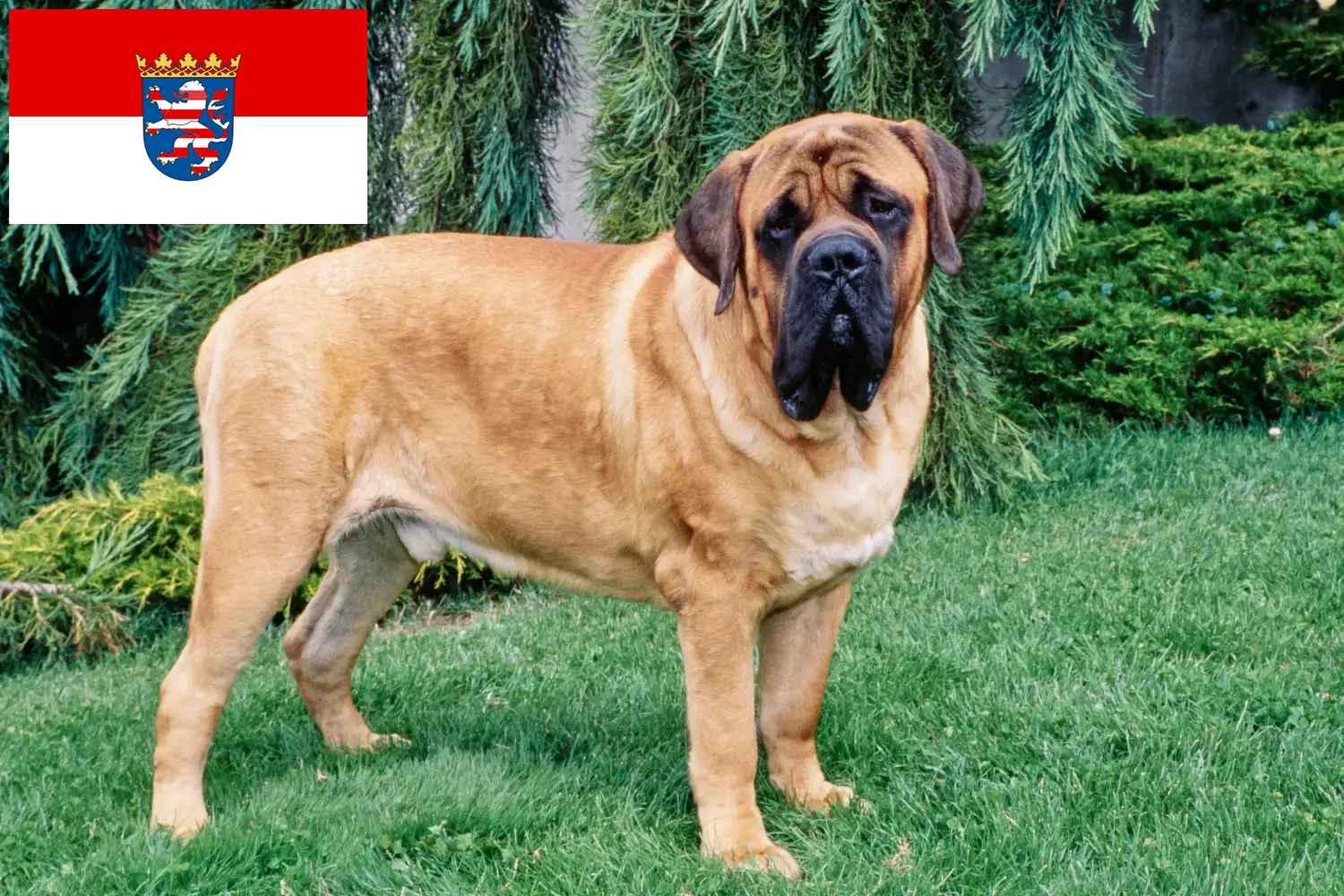 Mastiff kölykök és tenyésztők Hessen Itt találhat masztiff tenyésztőket Hessenben.
