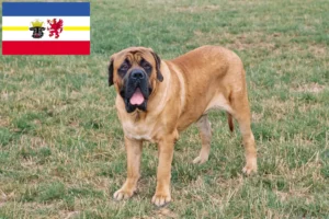 Read more about the article Mastiff tenyésztők és kölykök Mecklenburg-Elő-Pomeránia tartományban